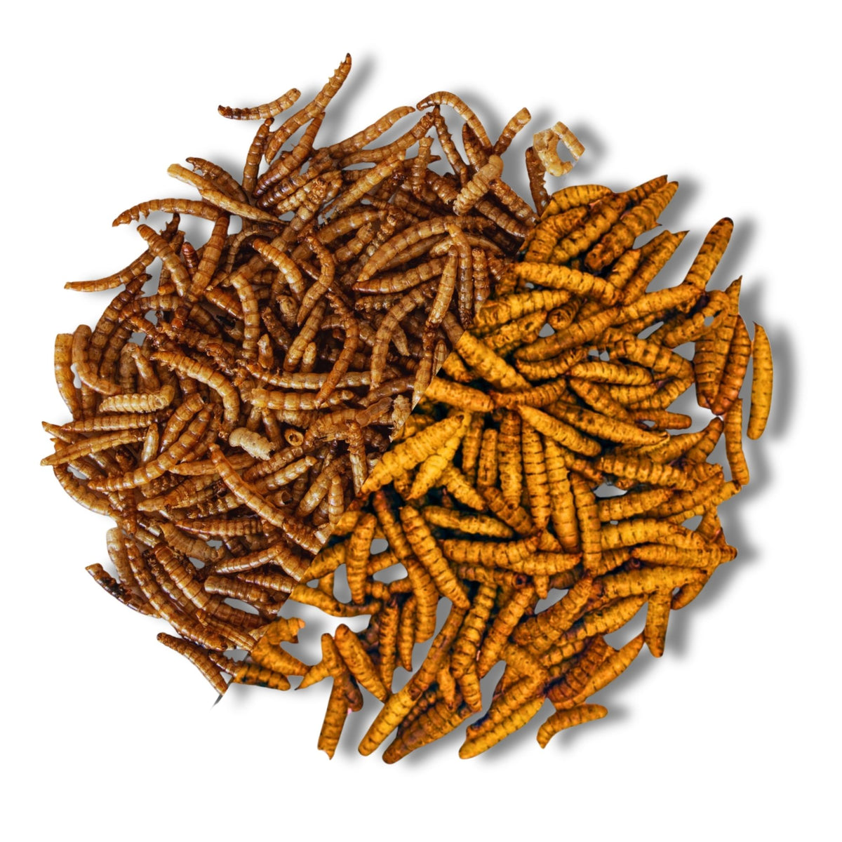 Miscela di insetti composta da 51% vermi della farina e 49% larve di mosca soldato – mangime naturale premium per uccelli, ricci, galline e rettili