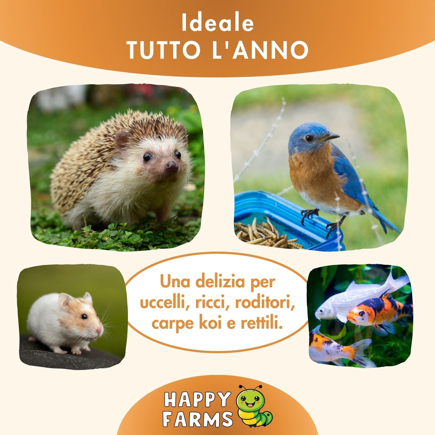 Miscela di insetti essiccati, alimento naturale per tutto l'anno per galline, uccelli, ricci, roditori, carpe koi e rettili.